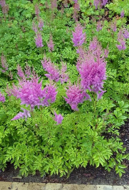  - 2018 Park Der Gaerten - Bad Zwischenahn