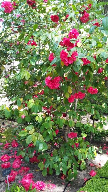  - 2018 Grădina Botanică Regală din Madrid