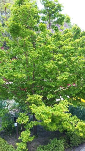  - 2018 Grădina Botanică Regală din Madrid