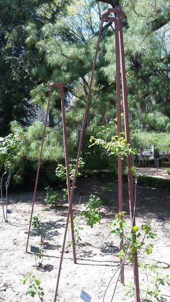  - 2018 Grădina Botanică Regală din Madrid