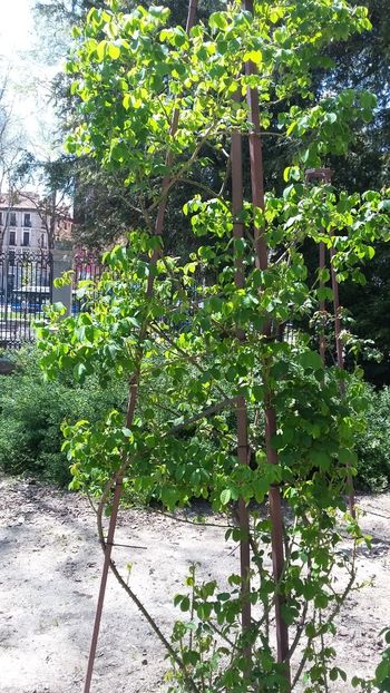  - 2018 Grădina Botanică Regală din Madrid