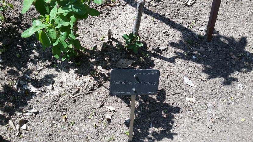  - 2018 Grădina Botanică Regală din Madrid