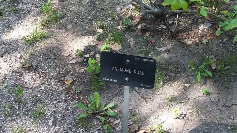  - 2018 Grădina Botanică Regală din Madrid