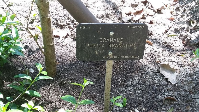  - 2018 Grădina Botanică Regală din Madrid