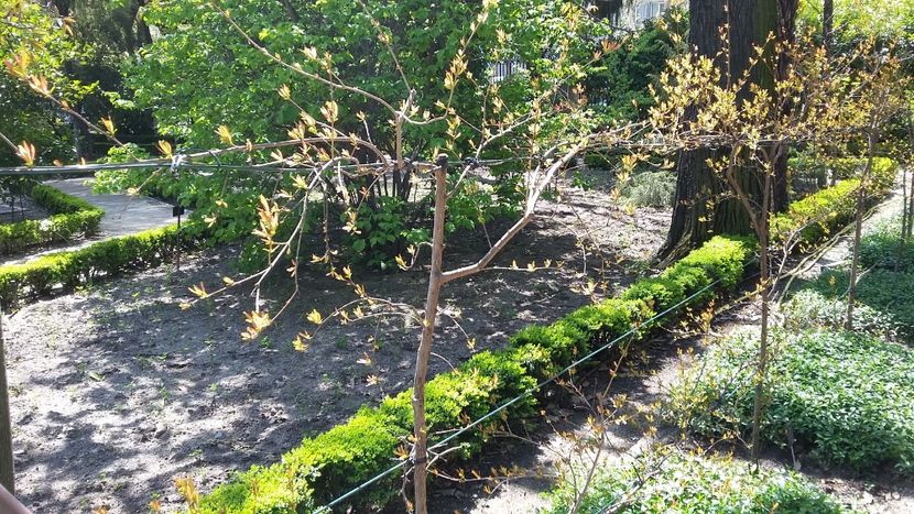  - 2018 Grădina Botanică Regală din Madrid