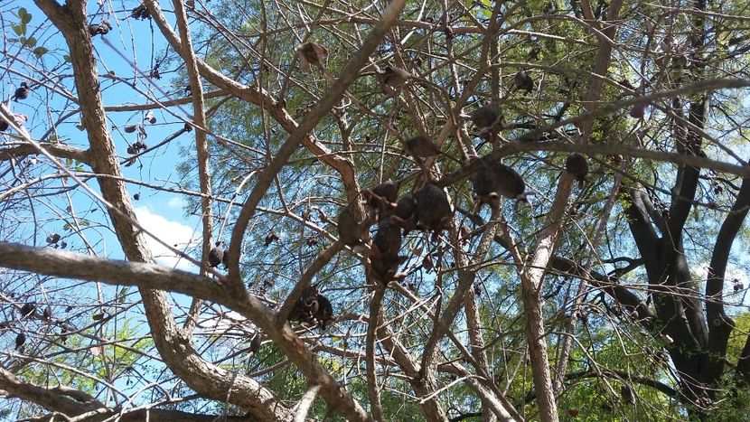  - 2018 Grădina Botanică Regală din Madrid
