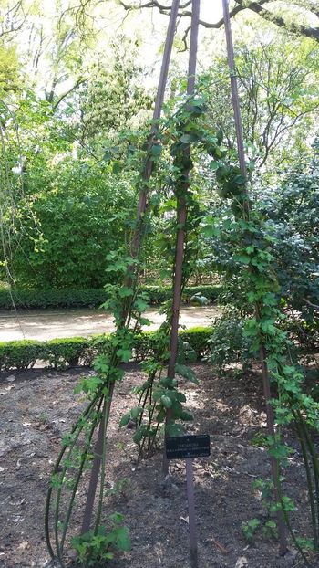  - 2018 Grădina Botanică Regală din Madrid