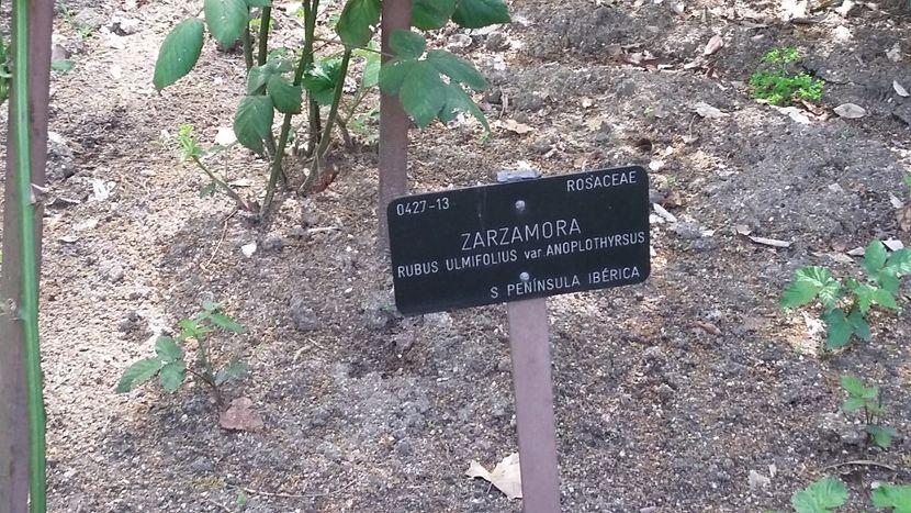  - 2018 Grădina Botanică Regală din Madrid