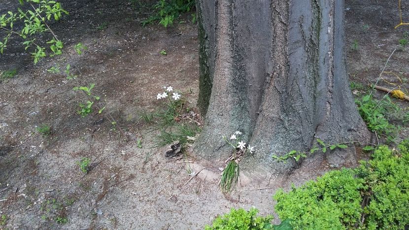  - 2018 Grădina Botanică Regală din Madrid