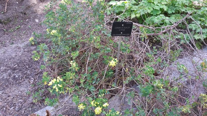  - 2018 Grădina Botanică Regală din Madrid