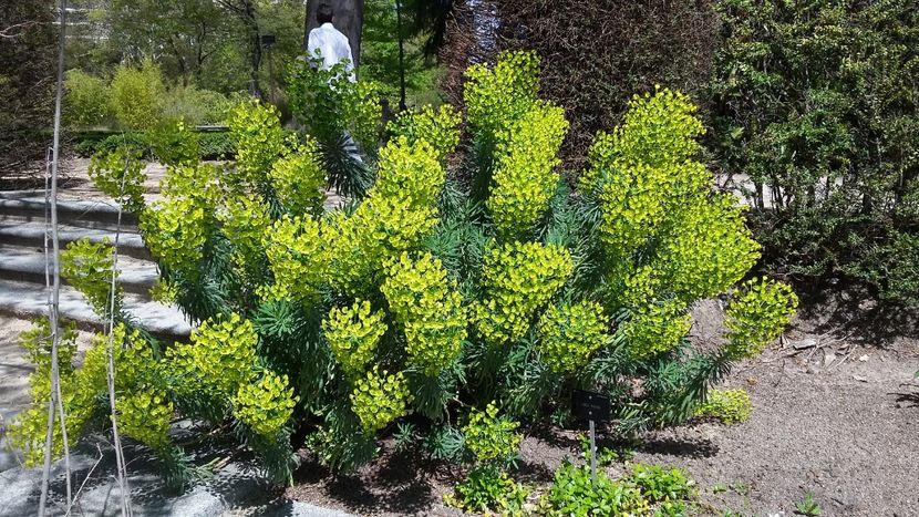  - 2018 Grădina Botanică Regală din Madrid