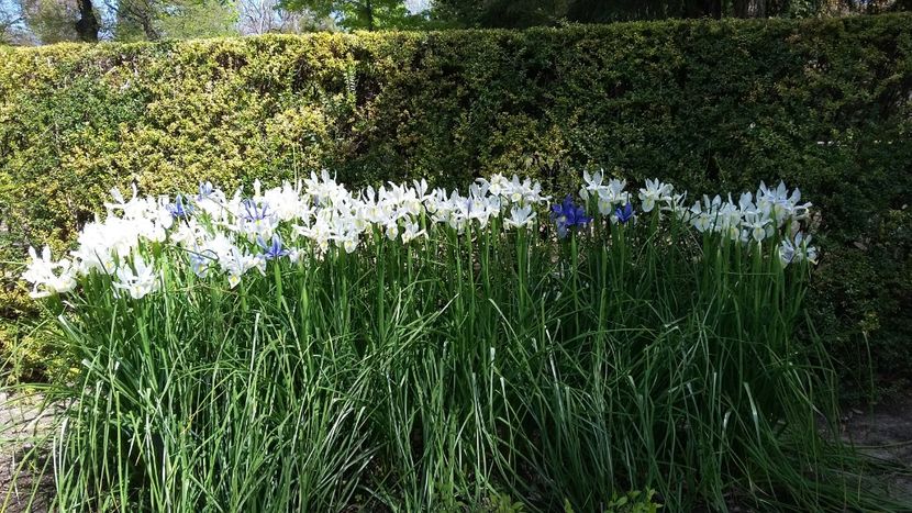  - 2018 Grădina Botanică Regală din Madrid