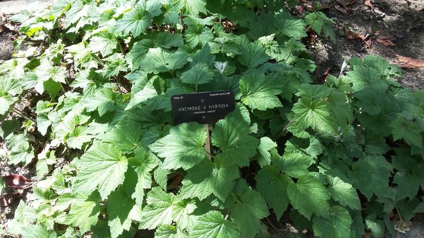  - 2018 Grădina Botanică Regală din Madrid