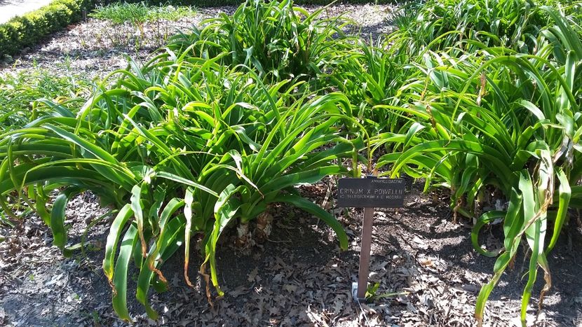  - 2018 Grădina Botanică Regală din Madrid