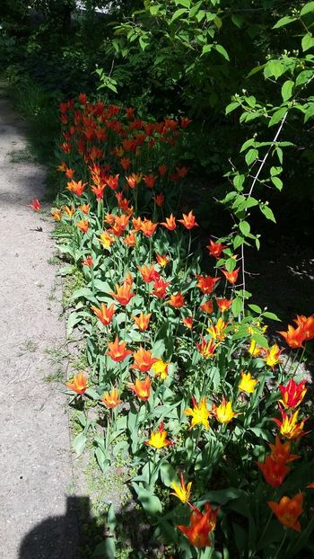  - 2018 Grădina Botanică Regală din Madrid