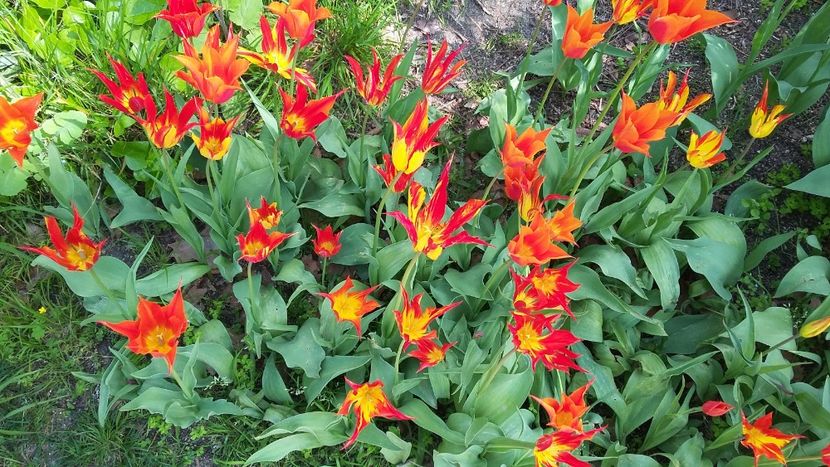  - 2018 Grădina Botanică Regală din Madrid