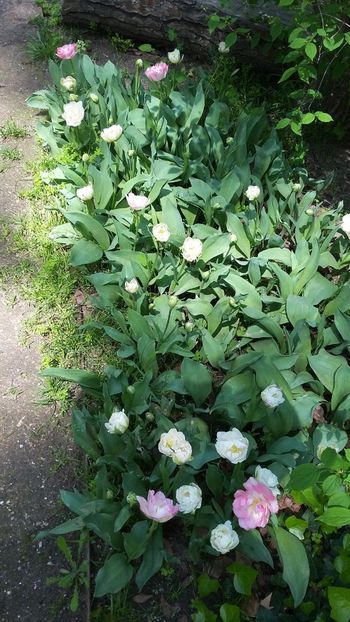  - 2018 Grădina Botanică Regală din Madrid