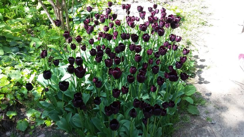  - 2018 Grădina Botanică Regală din Madrid