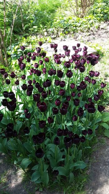  - 2018 Grădina Botanică Regală din Madrid