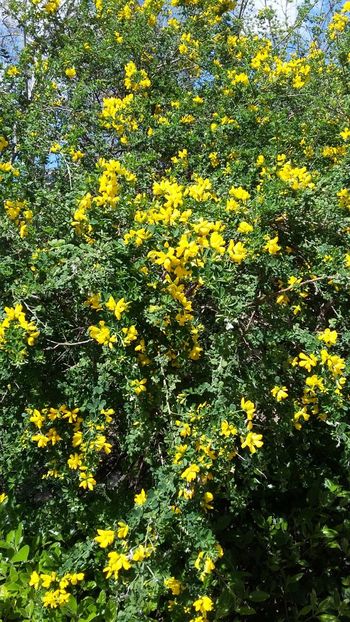  - 2018 Grădina Botanică Regală din Madrid