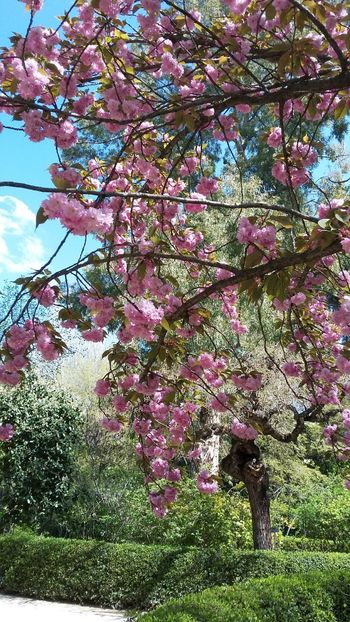  - 2018 Grădina Botanică Regală din Madrid