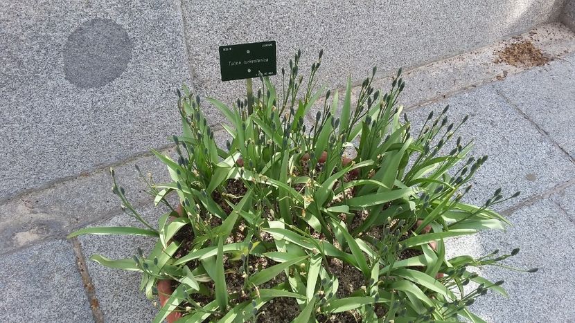  - 2018 Grădina Botanică Regală din Madrid