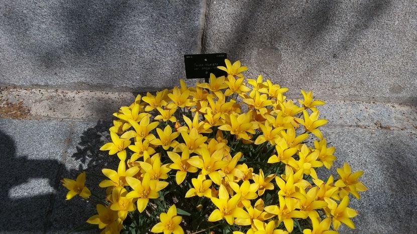  - 2018 Grădina Botanică Regală din Madrid