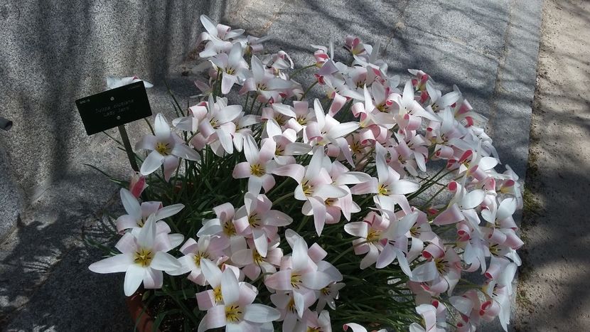  - 2018 Grădina Botanică Regală din Madrid