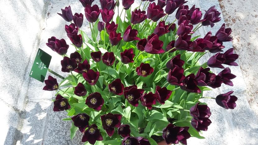  - 2018 Grădina Botanică Regală din Madrid