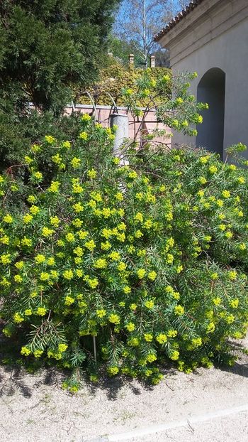  - 2018 Grădina Botanică Regală din Madrid