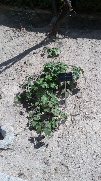  - 2018 Grădina Botanică Regală din Madrid