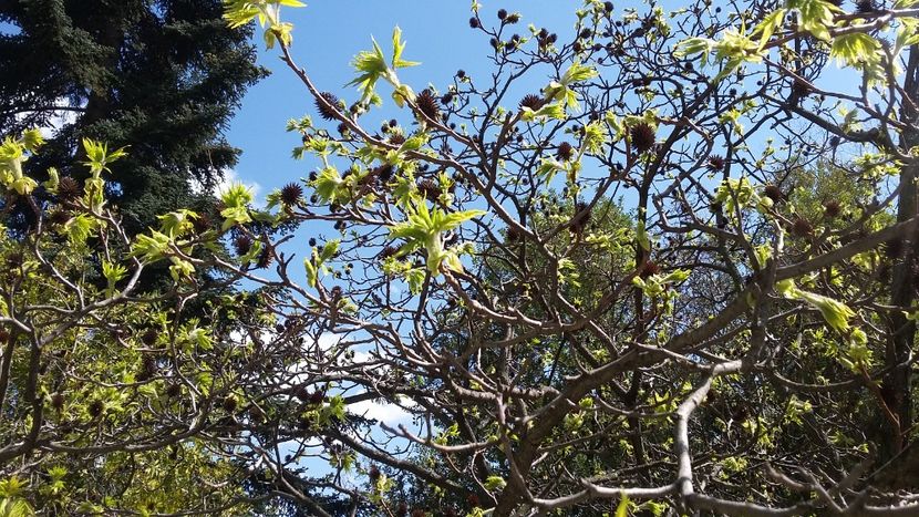  - 2018 Grădina Botanică Regală din Madrid