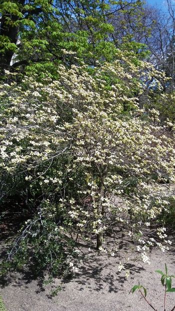  - 2018 Grădina Botanică Regală din Madrid