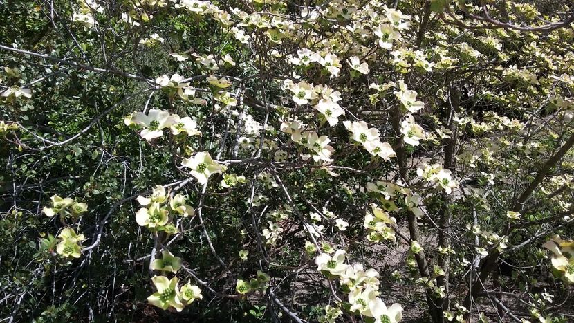  - 2018 Grădina Botanică Regală din Madrid