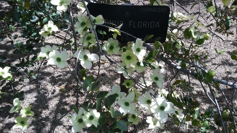 - 2018 Grădina Botanică Regală din Madrid
