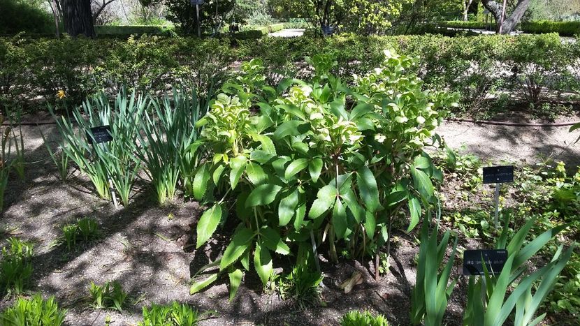  - 2018 Grădina Botanică Regală din Madrid