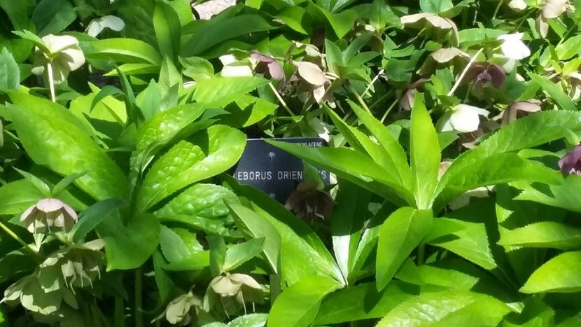  - 2018 Grădina Botanică Regală din Madrid