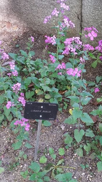  - 2018 Grădina Botanică Regală din Madrid