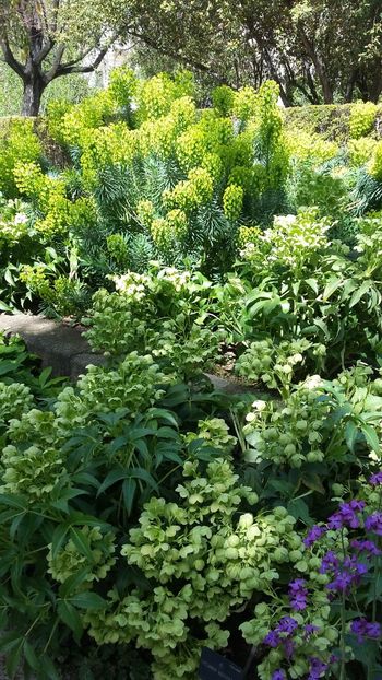  - 2018 Grădina Botanică Regală din Madrid