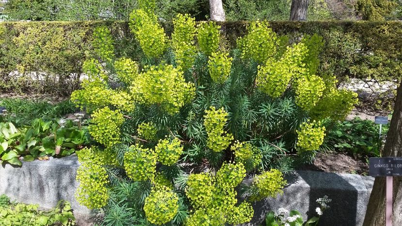  - 2018 Grădina Botanică Regală din Madrid