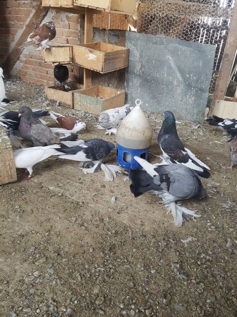  - 8----PORUMBEI INCALTATI 2019