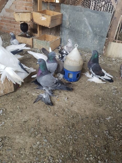  - 8----PORUMBEI INCALTATI 2019