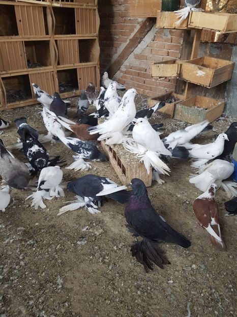  - 8----PORUMBEI INCALTATI 2019