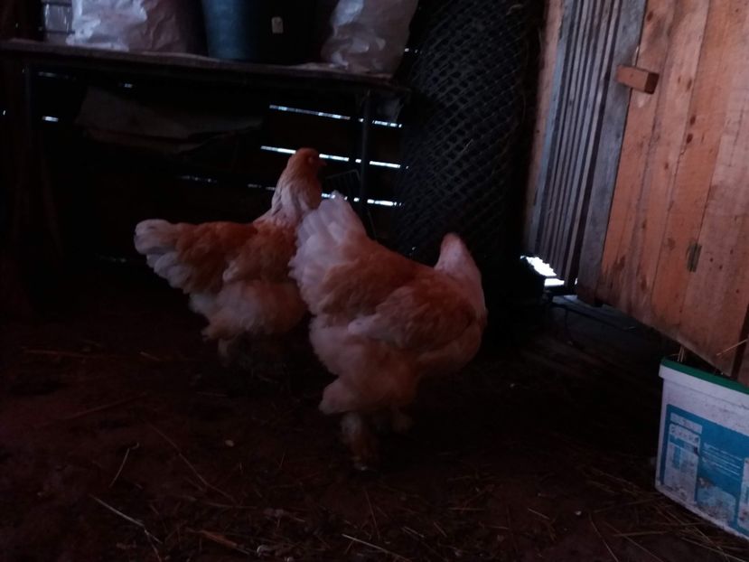 lemon25 - BRAHMA LEMON 2019