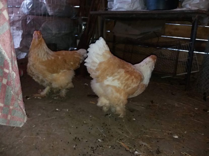 lemon26 - BRAHMA LEMON 2019