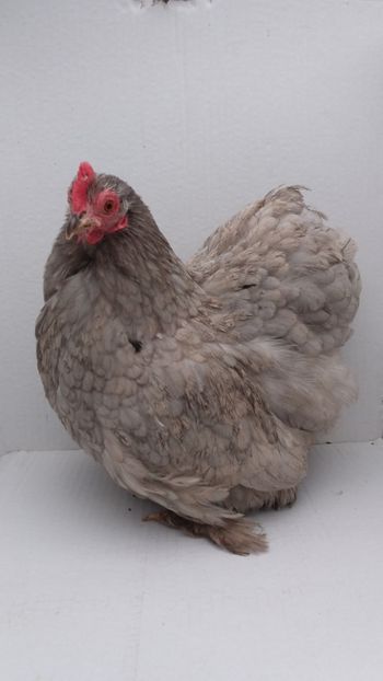 vanduta - De vanzare gainuse mi de flori