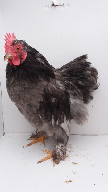 vandut - De vanzare gainuse mi de flori