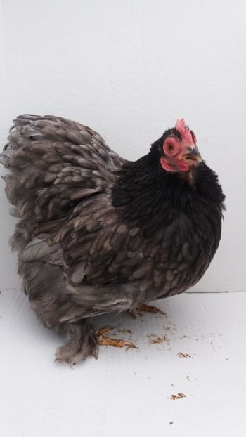 vanduta - De vanzare gainuse mi de flori