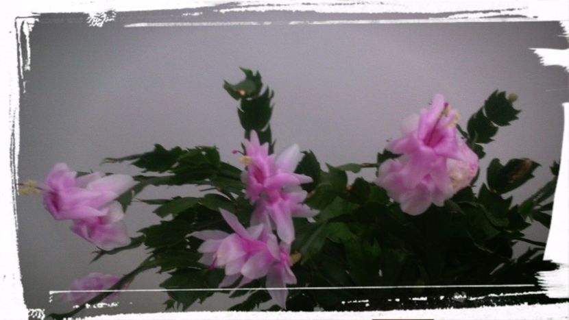 6 Ianuarie- 2019 - Schlumbergera 2014-2020