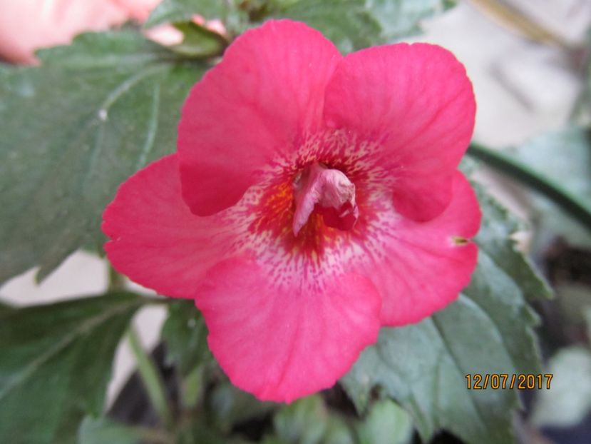  - ACHIMENES 2020 - VANZARI HIBRIZI